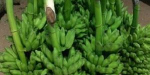 Fresh Green Banana
