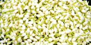 Fresh Jasmine Buds