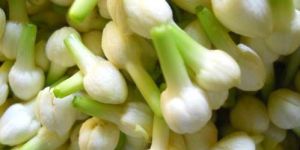 Fresh Jasmine Flowers