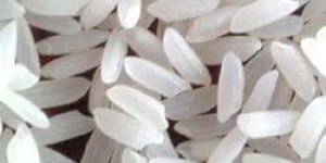 Masuri Rice