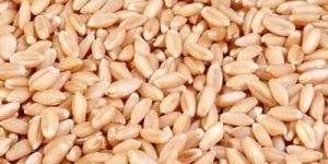 Wheat Seeds