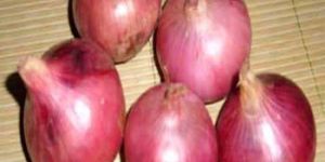 Fresh Red Onion