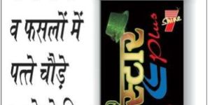 7 Star Plus (Bio Fertilizer)