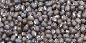Black Matpe Beans