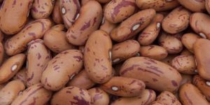 Red Speckled Beans