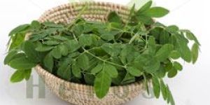 Moringa Oleifera Leaf