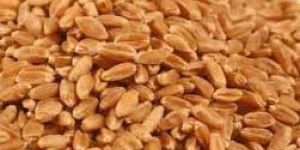 Wheat Seeds