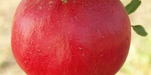 Pomegranate