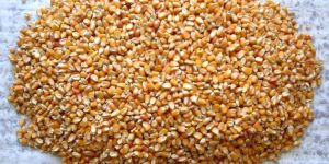 Maize Animal Feed