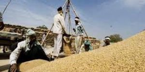Trader of Agricultural Productes