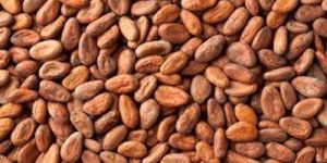 Cocoa Beans