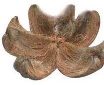 Coconut Husks