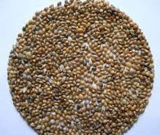 Millet Seeds