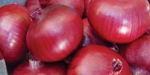 Dark Red Onion Seeds