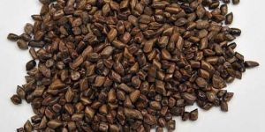 Cassia Tora Seeds