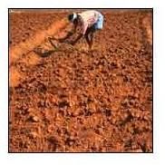 Red Soil