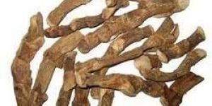 Acorus Calamus Root