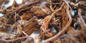 Coleus Root