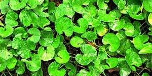 Gotukola Leaves