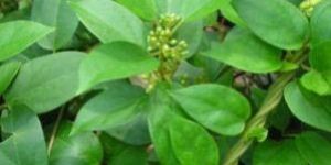 Gymnema Leaves
