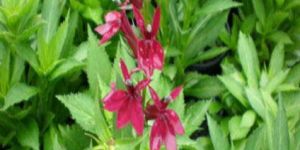 Lobelia Leaves