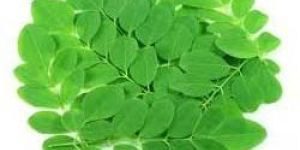 Moringa Leaves