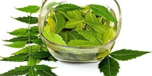 Neem Leaves
