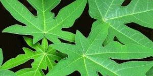 Papaya Leaves