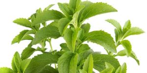 Stevia Leaves