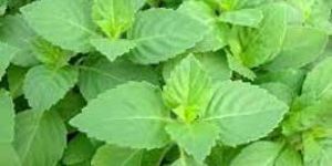 Tulsi Leaves