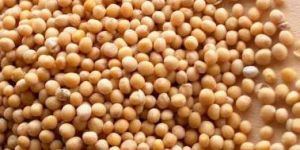 Mustard Seeds