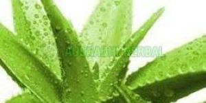 Aloe Vera Extract