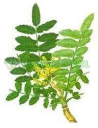 Boswellia Akba Extract