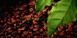 Green Coffee Bean Extract