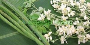 Moringa Flower