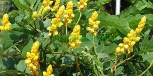 Senna Leaves Extract