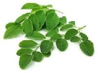 Moringa Leaf