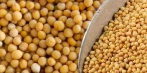 Yellow Mustard Seeds