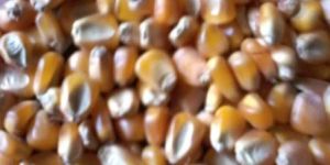 Yellow Maize Bulk for Sale