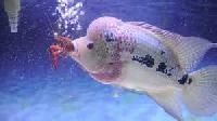 Flowerhorn Fish