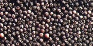 Black Pepper Seeds