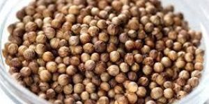 Coriander Seeds