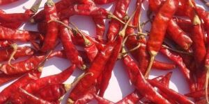 MP Teja Dry Red Chilli
