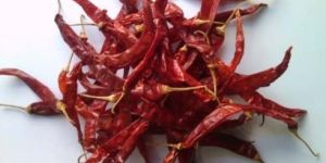 Wrinkle 273 Dry Red Chilli