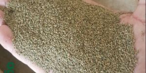 Celery Seeds