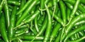 Fresh Green Chilli