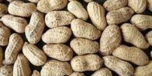 Groundnut