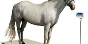 Animal Weighing Scale