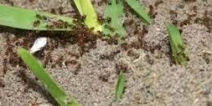 Ants Control Service