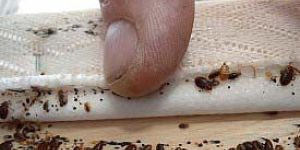 Bed Bugs Control Service